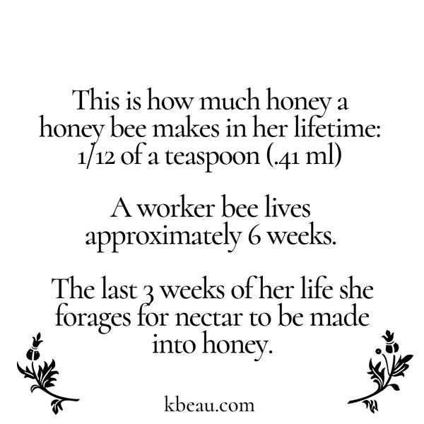 White background with black lettering that says This is how much a honey bee makes in her lifetime: 1/12 of a teaspoon (.41ml), A worker bee lives approximately 6 weeks. The last 3 weeks of her life she forages for nectar to be made into honey. kbeau.com