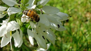 honeybee on white bloom blog post about green practices in kbeau jewelry