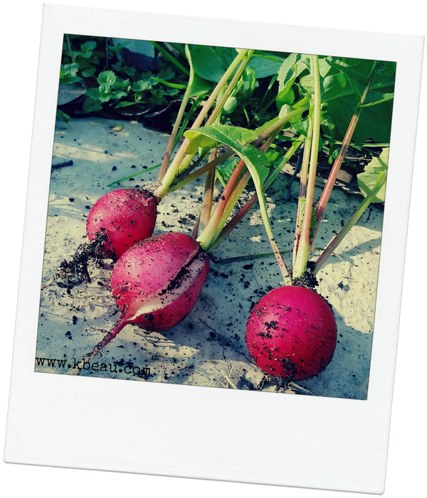 Winter Gardening