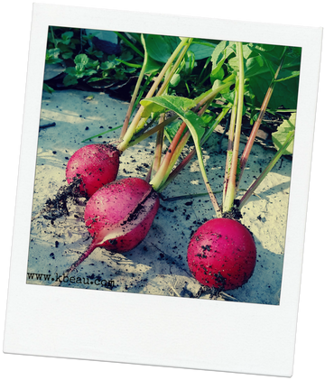 Winter Gardening